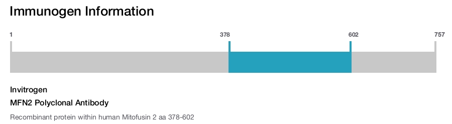 MFN2 Polyclonal Antibody