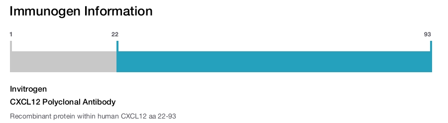 CXCL12 Polyclonal Antibody