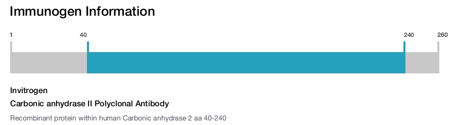 Carbonic anhydrase II Polyclonal Antibody