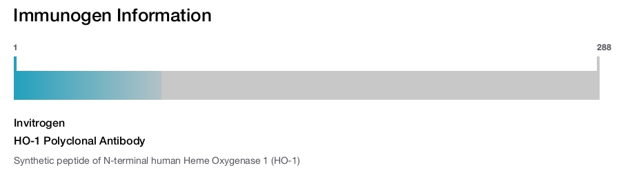 HO-1 Polyclonal Antibody