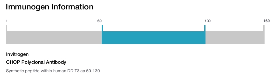 CHOP Polyclonal Antibody