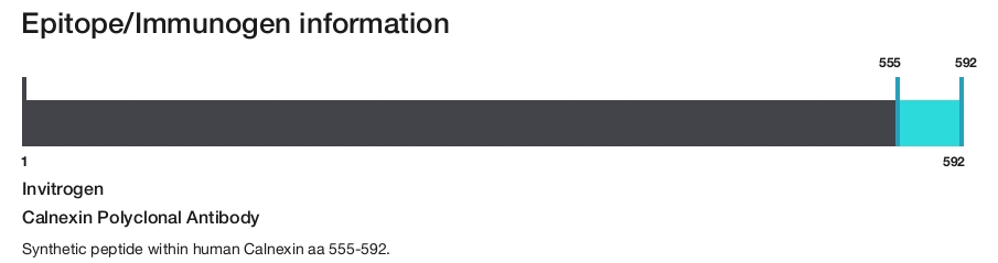 Calnexin Polyclonal Antibody