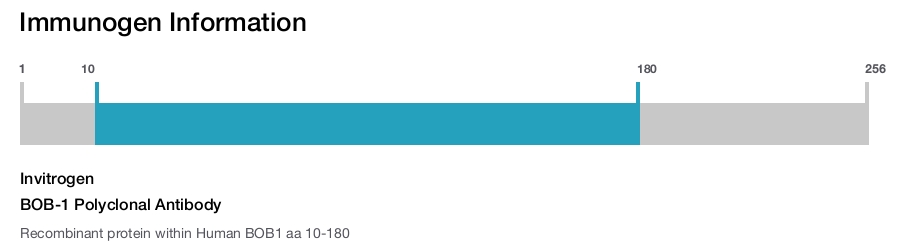 BOB-1 Polyclonal Antibody