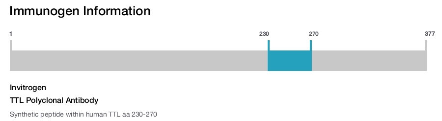 TTL Polyclonal Antibody