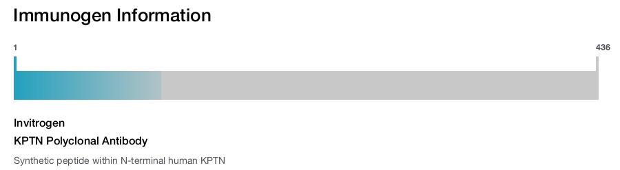 KPTN Polyclonal Antibody