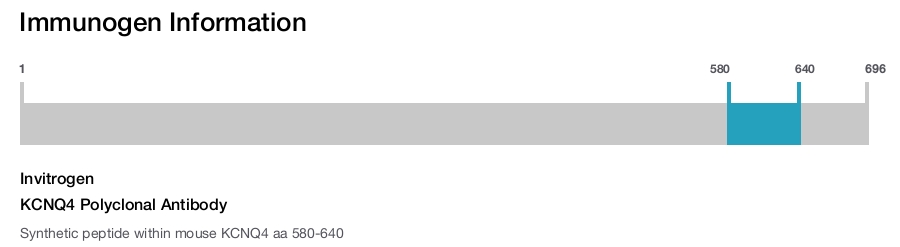 KCNQ4 Polyclonal Antibody
