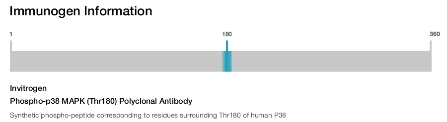 Phospho-p38 MAPK (Thr180) Polyclonal Antibody