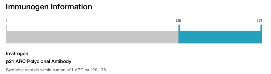p21 ARC Polyclonal Antibody