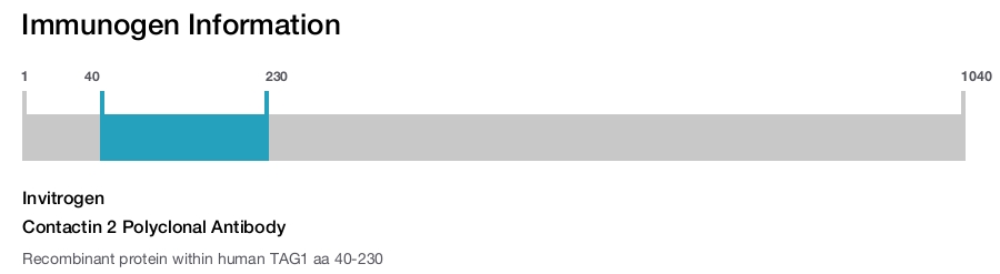 Contactin 2 Polyclonal Antibody