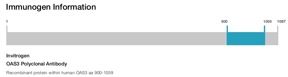 OAS3 Polyclonal Antibody