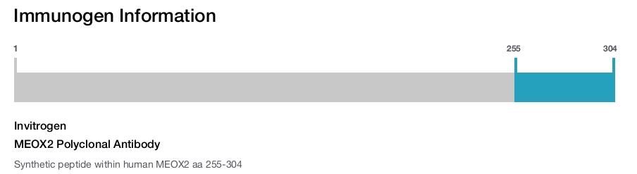 MEOX2 Polyclonal Antibody