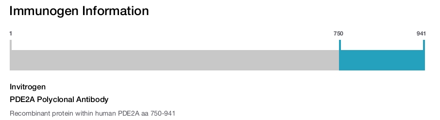 PDE2A Polyclonal Antibody