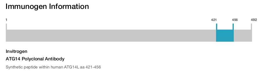 ATG14 Polyclonal Antibody