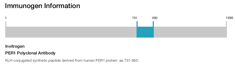 PER1 Polyclonal Antibody
