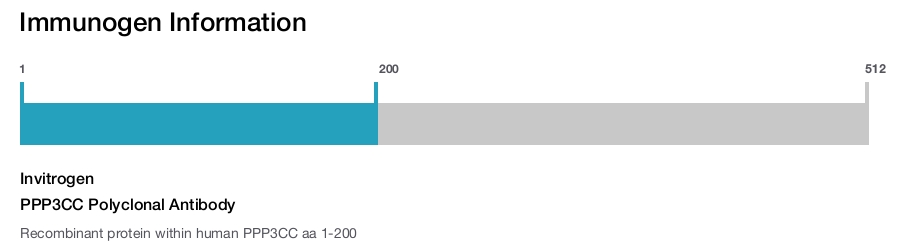 PPP3CC Polyclonal Antibody