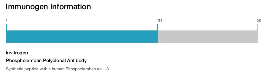 Phospholamban Polyclonal Antibody