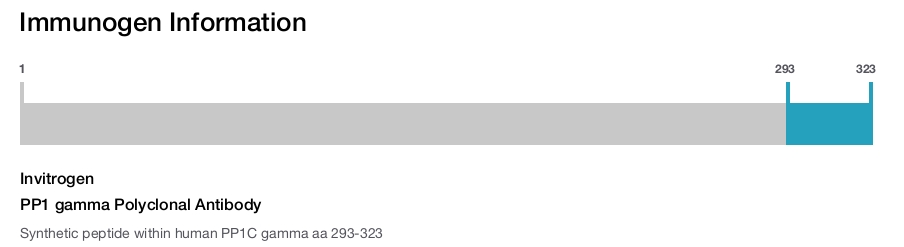 PP1 gamma Polyclonal Antibody