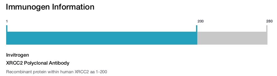 XRCC2 Polyclonal Antibody