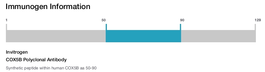 COX5B Polyclonal Antibody