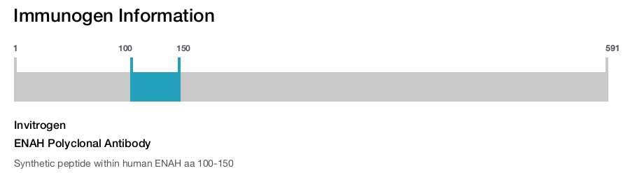 ENAH Polyclonal Antibody