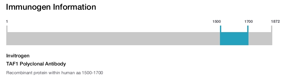 TAF1 Polyclonal Antibody