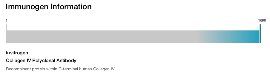 Collagen IV Polyclonal Antibody