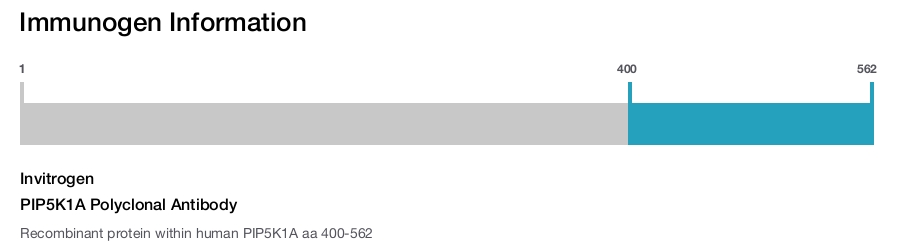PIP5K1A Polyclonal Antibody