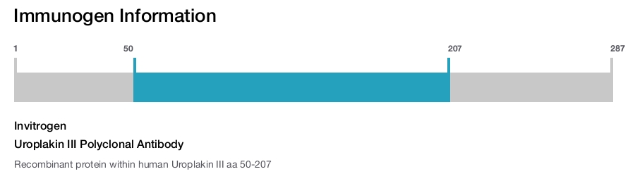 Uroplakin III Polyclonal Antibody