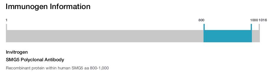 SMG5 Polyclonal Antibody
