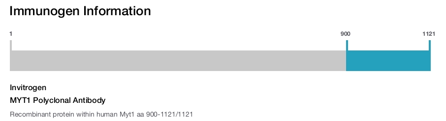 MYT1 Polyclonal Antibody
