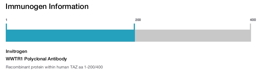 WWTR1 Polyclonal Antibody