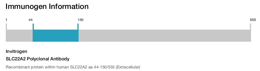 SLC22A2 Polyclonal Antibody