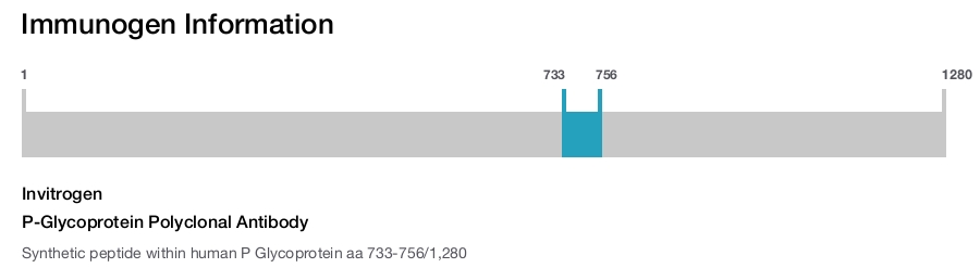 P-Glycoprotein Polyclonal Antibody