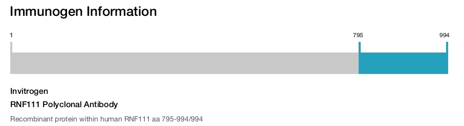 RNF111 Polyclonal Antibody