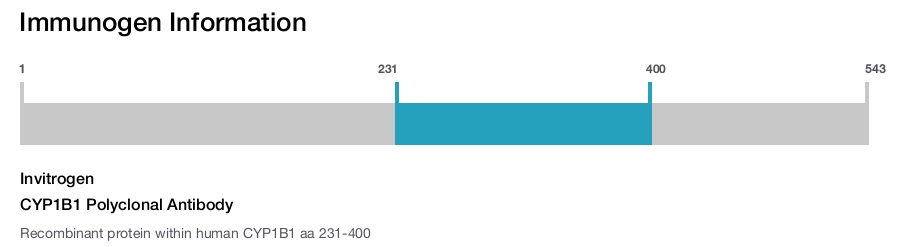 CYP1B1 Polyclonal Antibody