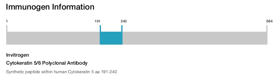 Cytokeratin 5/6 Polyclonal Antibody