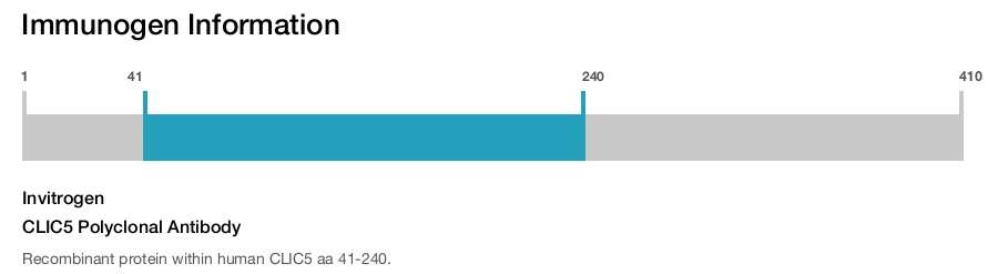CLIC5 Polyclonal Antibody