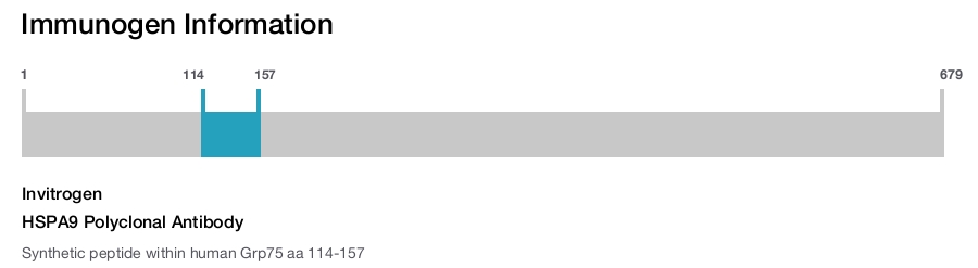 HSPA9 Polyclonal Antibody