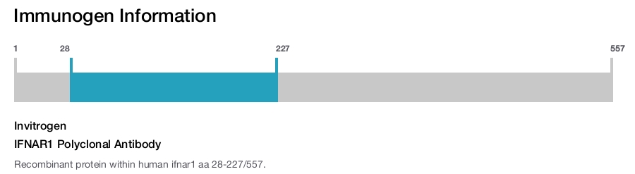 IFNAR1 Polyclonal Antibody