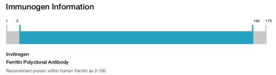 Ferritin Polyclonal Antibody