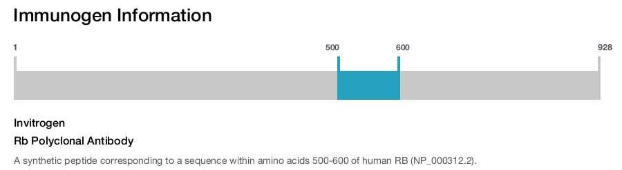 Rb Polyclonal Antibody