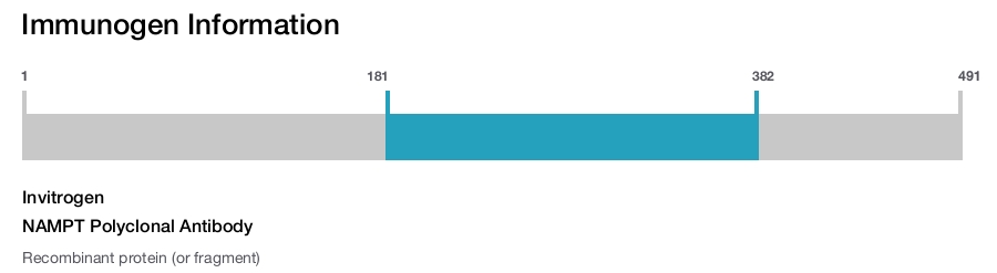 NAMPT Polyclonal Antibody