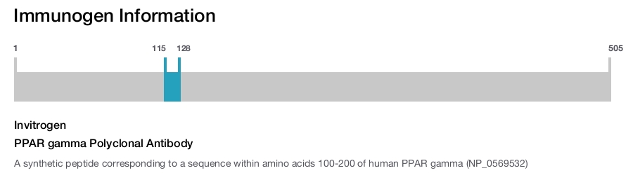 PPAR gamma Polyclonal Antibody