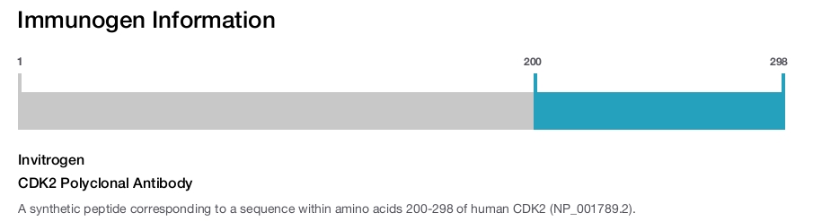 CDK2 Polyclonal Antibody