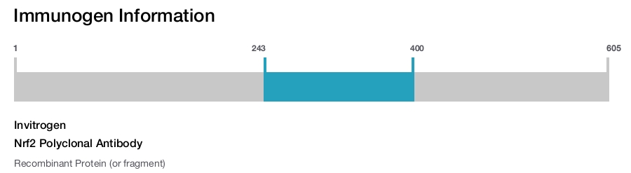 Nrf2 Polyclonal Antibody