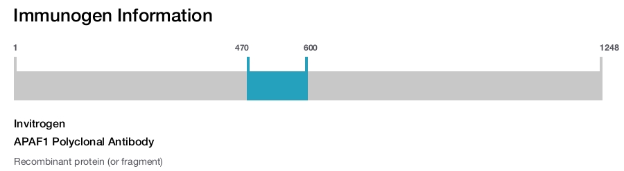 APAF1 Polyclonal Antibody