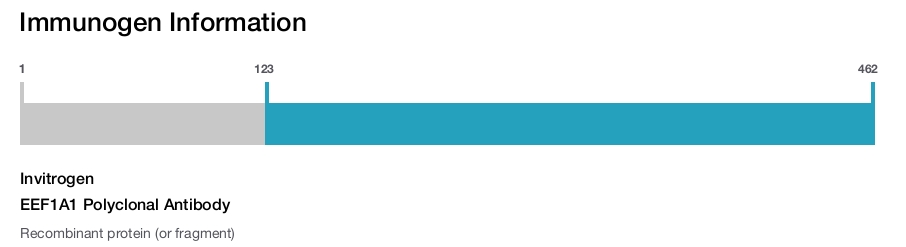 EEF1A1 Polyclonal Antibody