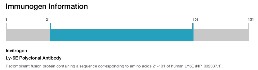 Ly-6E Polyclonal Antibody