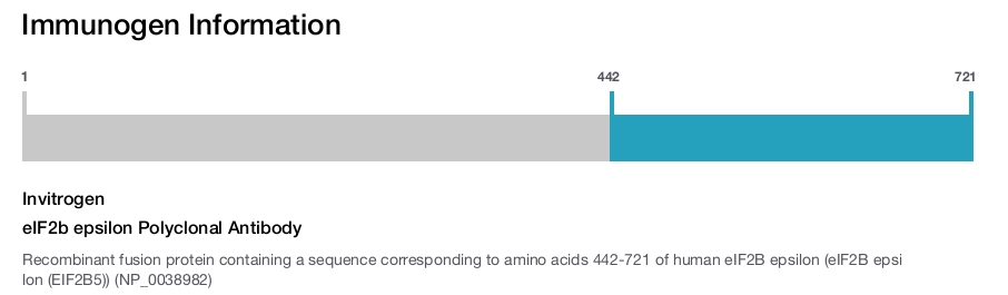 eIF2b epsilon Polyclonal Antibody