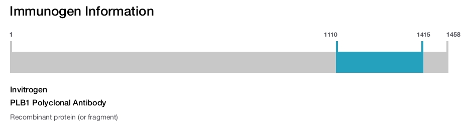 PLB1 Polyclonal Antibody